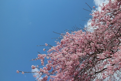 058 (400x267).jpg
