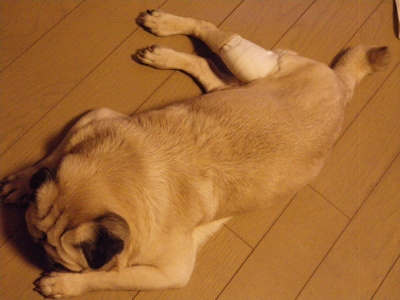 IMGP1319 (400x300).jpg